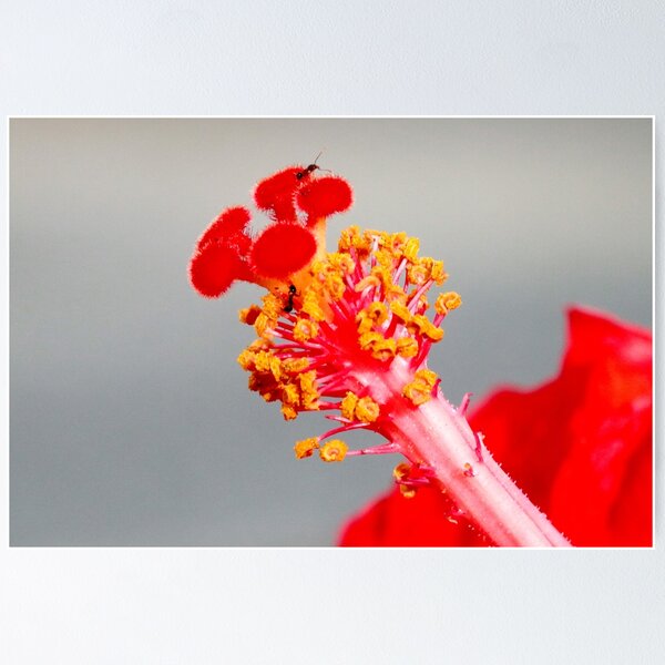 Item preview, Hibiscus  Stamen and Stigma with friends designed and sold by DPalmer.