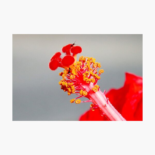 Artikelvorschau, Hibiscus Staubblatt und Stigma mit Freunden entworfen und verkauft von DPalmer.