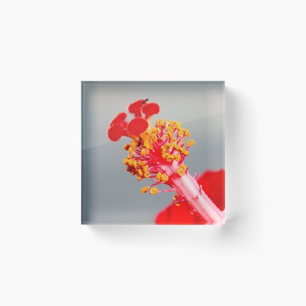 Item preview, Hibiscus  Stamen and Stigma with friends designed and sold by DPalmer.