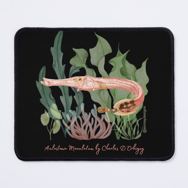 Item preview, Aulostoma Maculatum by Charles D'Orbigny designed and sold by smirey designs.