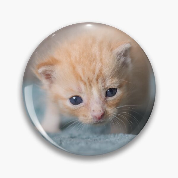 Item preview, Tiny ginger kitten designed and sold by GreyFeatherPhot.