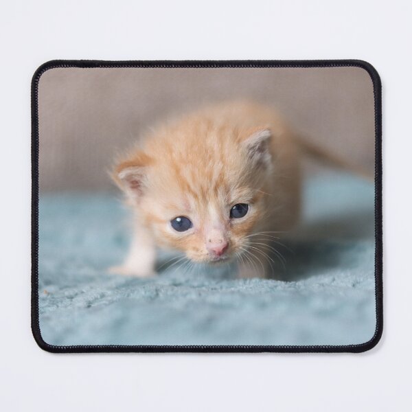 Item preview, Tiny ginger kitten designed and sold by GreyFeatherPhot.