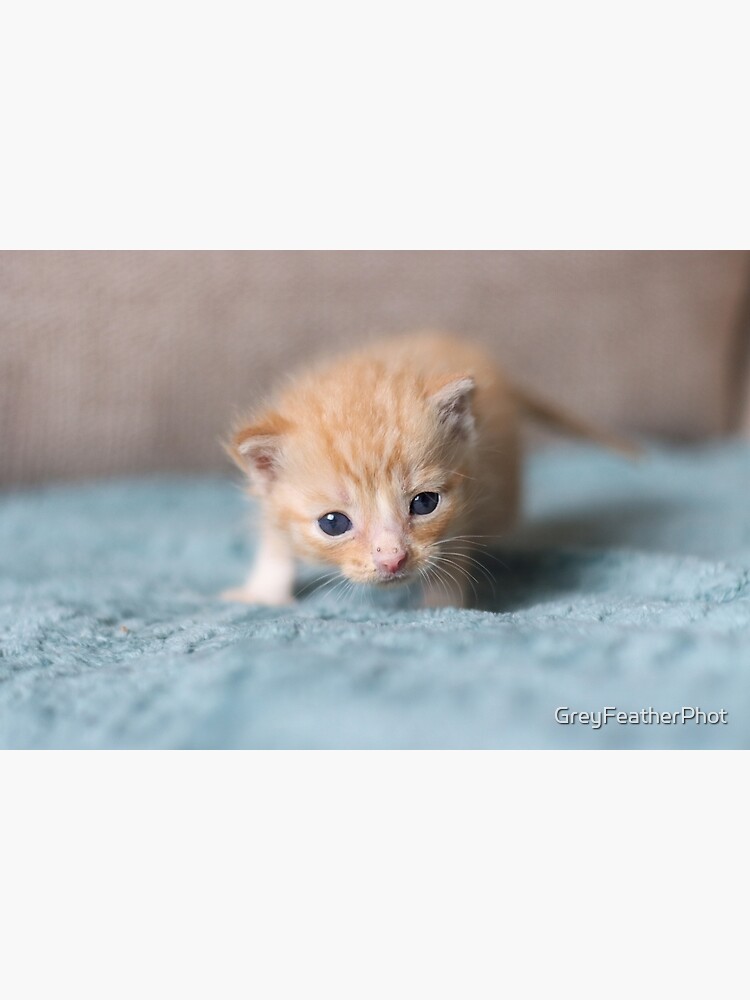 Tiny ginger shops kitten