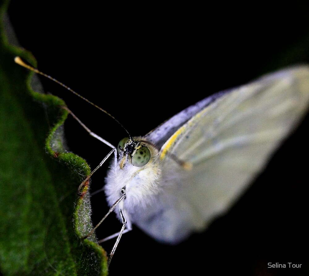 "White Night Butterfly" by Selina Tour Redbubble