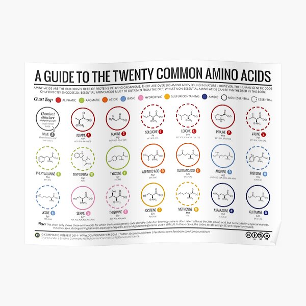 20 Amino Acids - Physiological Structure Version Poster