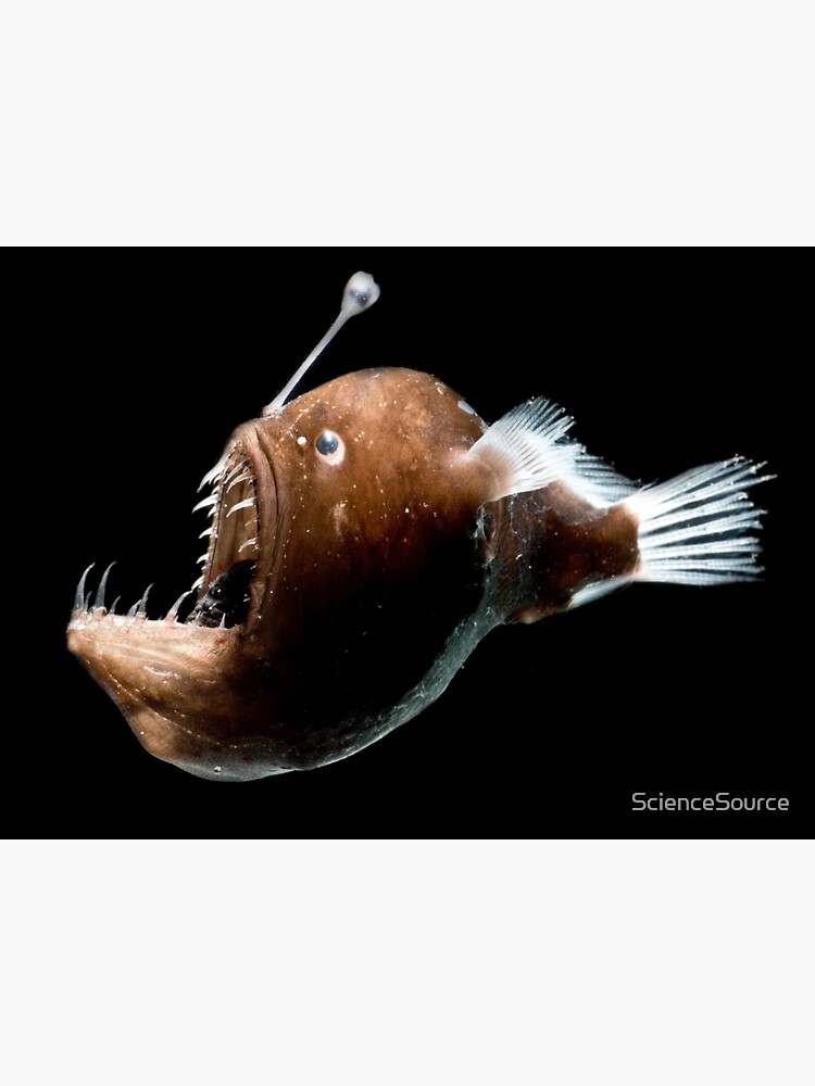 Johnson's Abyssal Deep Sea Angler Fish Magnet