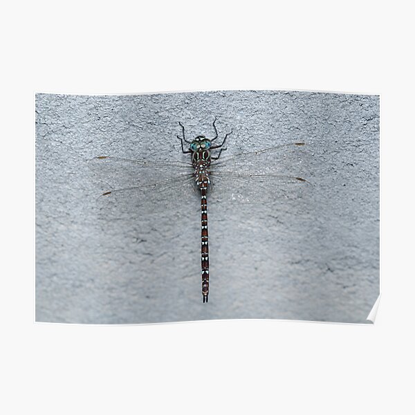 Unicorn Darner Dragonfly Poster
