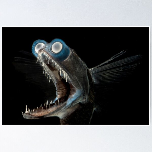 Telescope Fish, Deep Sea Poster for Sale by ScienceSource