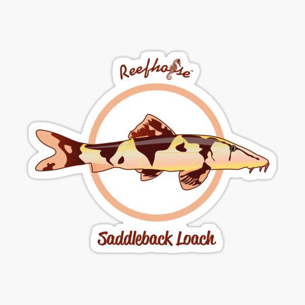 Saddleback Loach Sticker