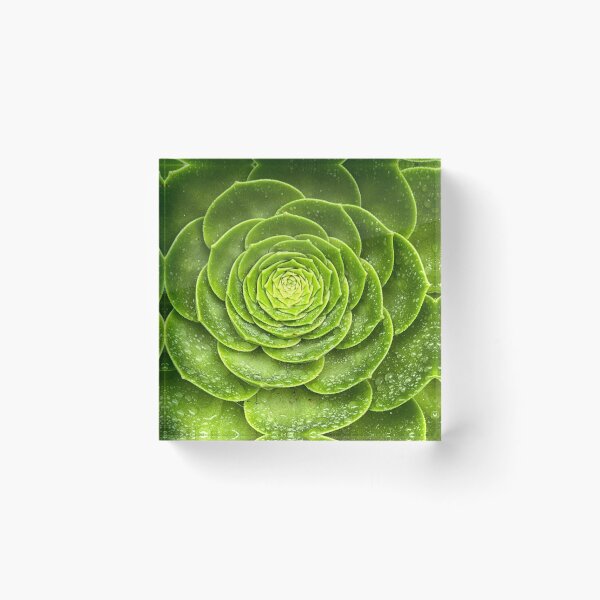 Item preview, Sensuous Succulent designed and sold by Randy Turnbow.