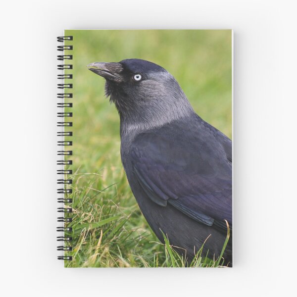 Item preview, Jackdaw  designed and sold by GreyFeatherPhot.