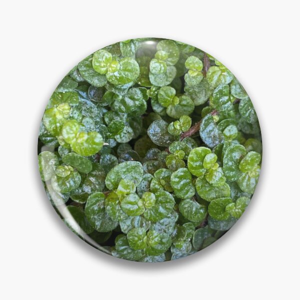 Item preview, Baby's Tears: Soleirolia soleirolii, green plant, ground cover designed and sold by LifeSpice.