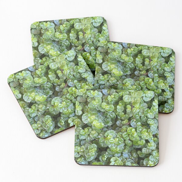 Item preview, Baby's Tears: Soleirolia soleirolii, green plant, ground cover designed and sold by LifeSpice.