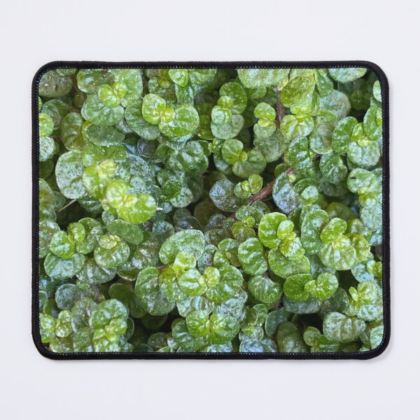 Item preview, Baby's Tears: Soleirolia soleirolii, green plant, ground cover designed and sold by LifeSpice.