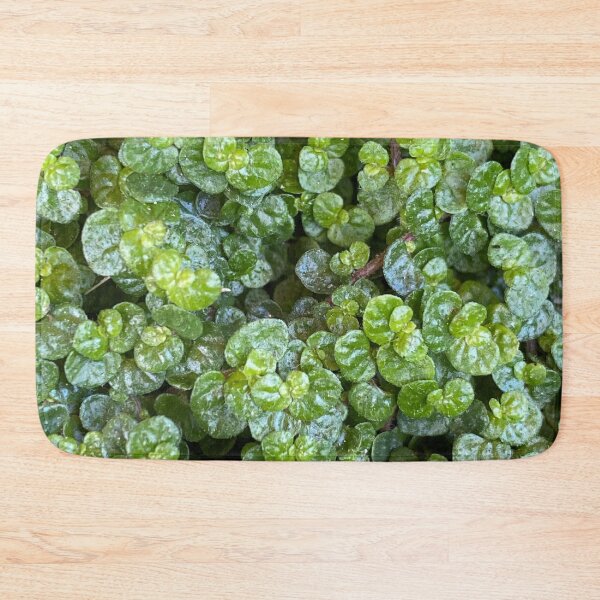 Item preview, Baby's Tears: Soleirolia soleirolii, green plant, ground cover designed and sold by LifeSpice.