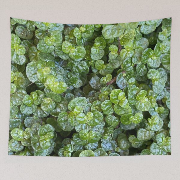 Item preview, Baby's Tears: Soleirolia soleirolii, green plant, ground cover designed and sold by LifeSpice.