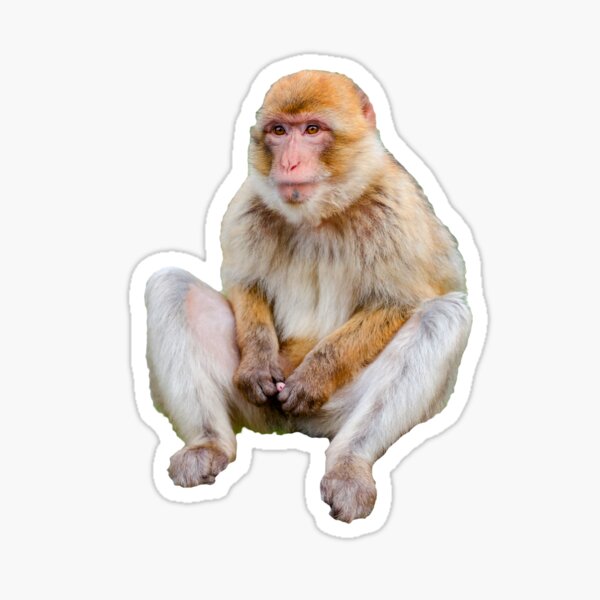Süßer kleiner Affe Sticker