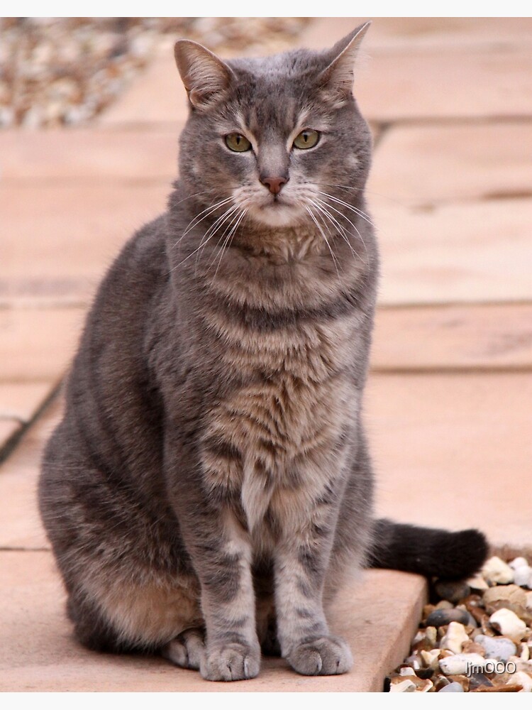 urgent care science diet