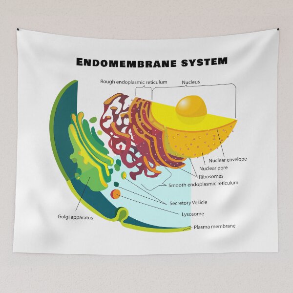 Item preview, Endomembrane System on a Eukaryote Cell Chart designed and sold by allhistory.