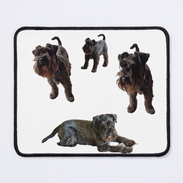 Item preview, Collection of mini Schnauzer number 3 lifelike dog designed and sold by Debsgiftware Ward.