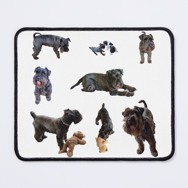 Item preview, Collection of mini Schnauzer number 4 lifelike dog designed and sold by Debsgiftware Ward.