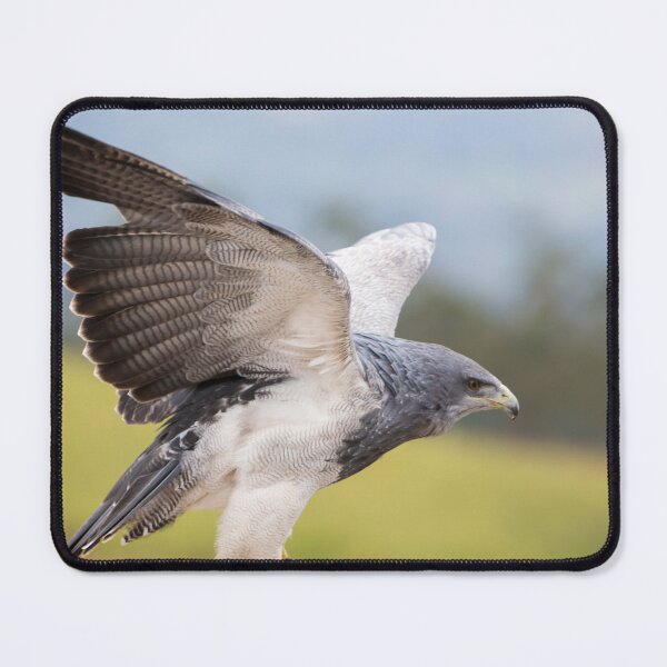 Item preview, American Bald Eagle landing in Otavalo, Ecuador designed and sold by Piccaya.