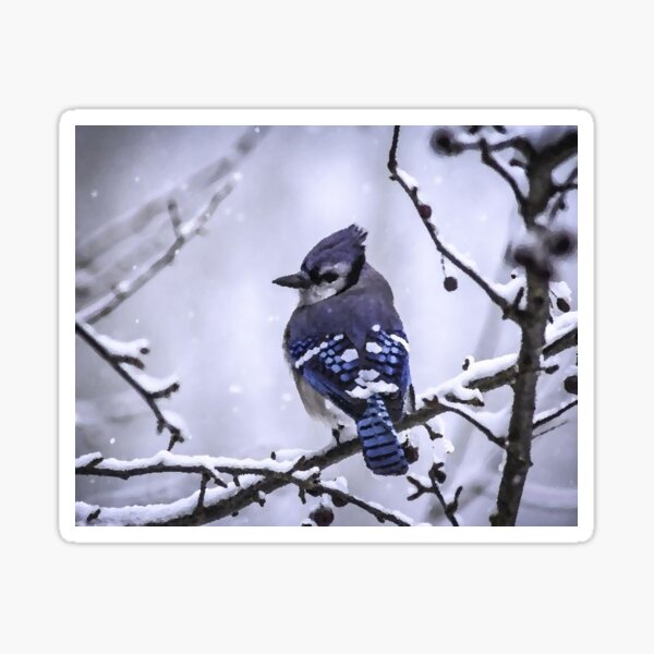 "Blue Jay" Sticker for Sale by GlennLandasWSS1 Redbubble