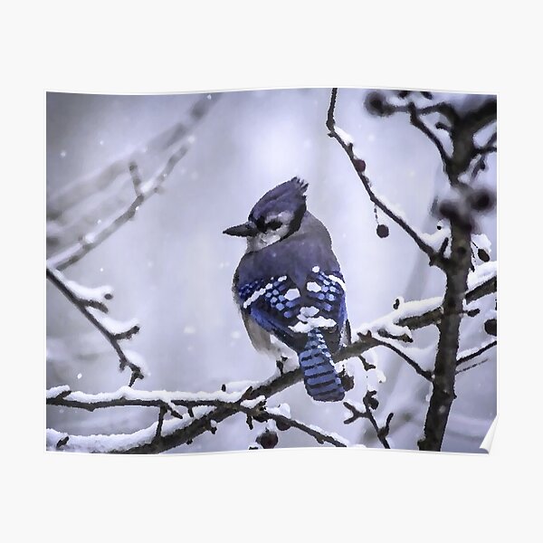 A beautiful Blue Jay bird' Poster by Sloka