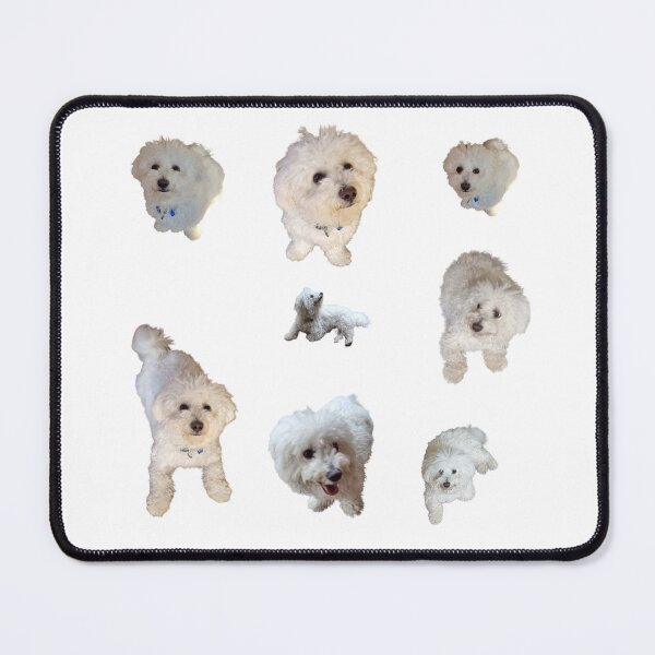 Item preview, Collection of white Bichon Frise  lifelike dog designed and sold by Debsgiftware .