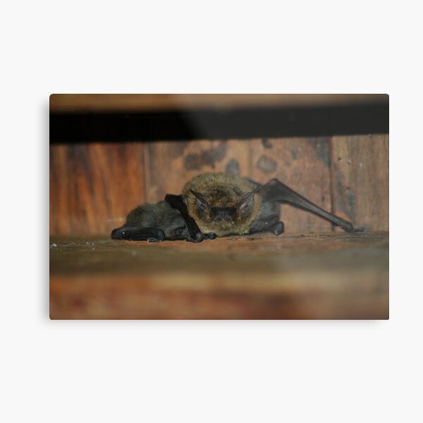 Bats under my house Metal Print