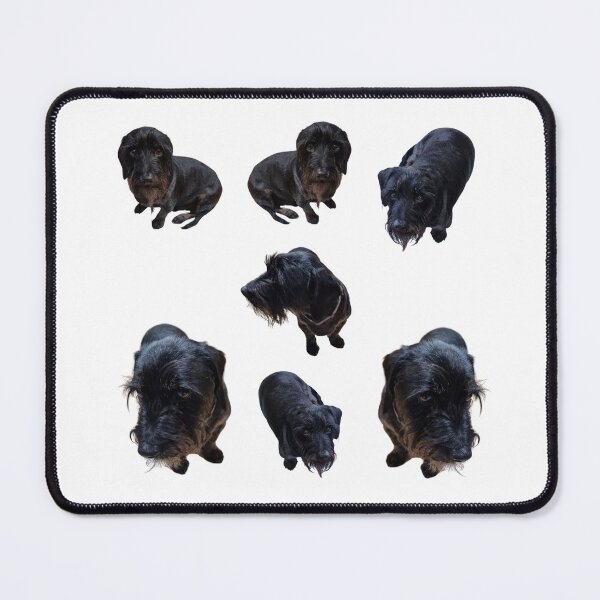Item preview, Collection of wire haired Dachshund lifelike dog designed and sold by Debsgiftware .
