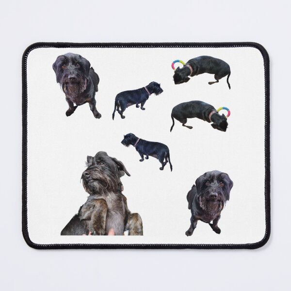 Item preview, Collection of wire haired Dachshund number 4 lifelike dog designed and sold by Debsgiftware Ward.
