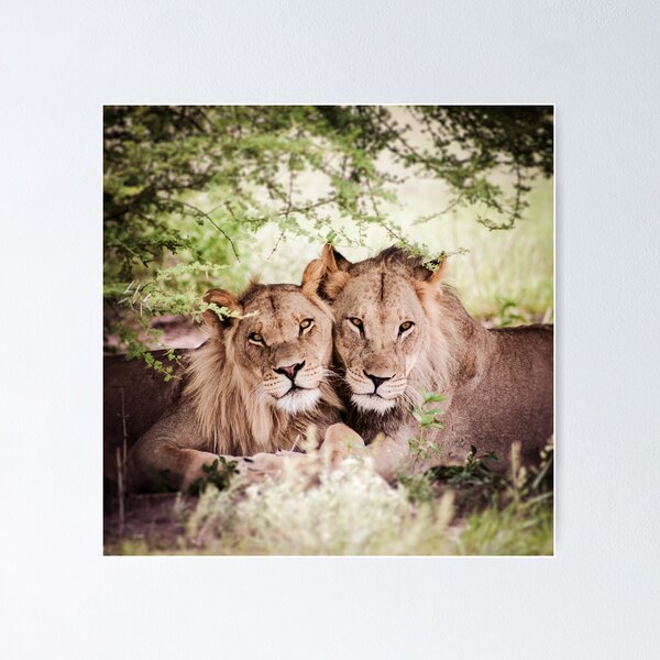 Item preview, Loving pair of lions designed and sold by Piccaya.