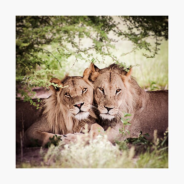 Item preview, Loving pair of lions designed and sold by Piccaya.