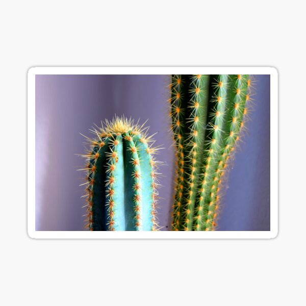 Cactus Photo in front of Purple Wall Sticker