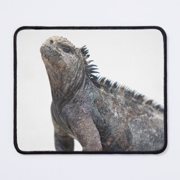 Item preview, Marine iguana in the Galapagos islands designed and sold by Piccaya.