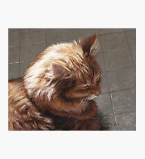 Cat Sleeping In Sunlight Drawing Photographic Print