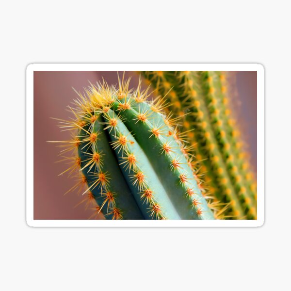 Lovely Macro Photo of Cactus Sticker