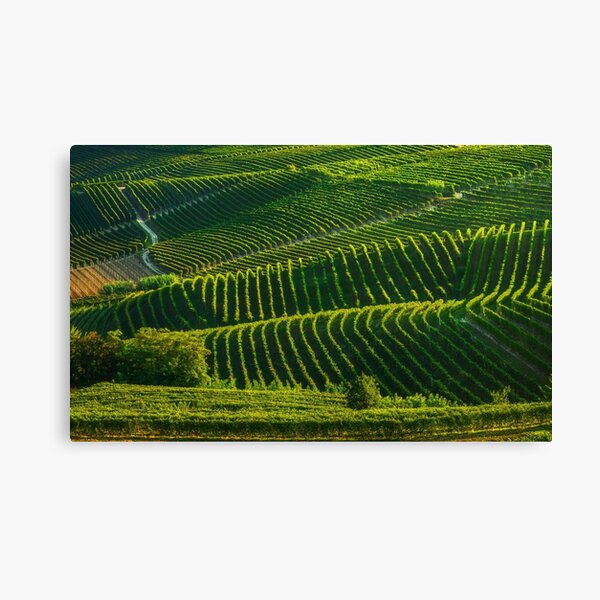 Langhe vineyards abstract. Piedmont, Italy Canvas Print