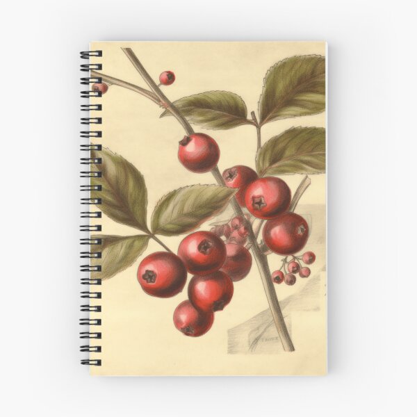 Item preview, A Vintage Botanical Sketch of a Cranberry designed and sold by Sketch-Shack.