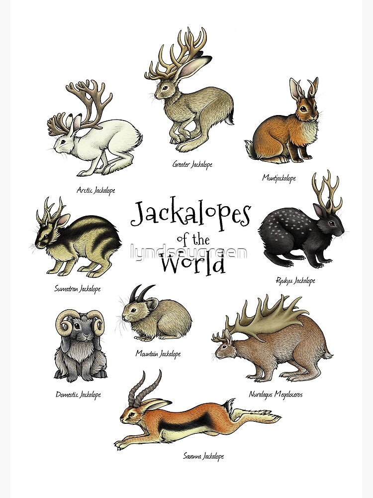 Jackalopes of the World by lyndseygreen
