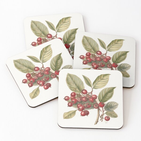 Item preview, A Vintage Botanical Sketch of a Cranberry designed and sold by Sketch-Shack.