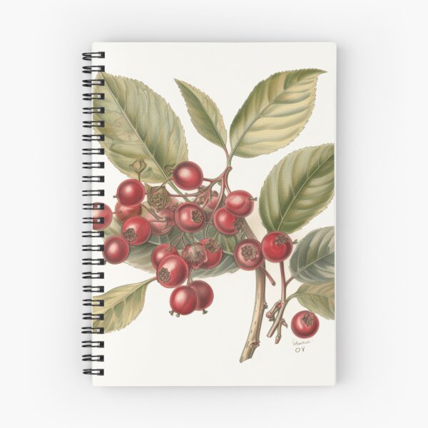 Item preview, A Vintage Botanical Sketch of a Cranberry designed and sold by Sketch-Shack.