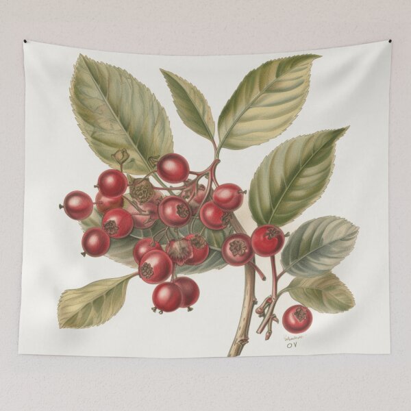 Item preview, A Vintage Botanical Sketch of a Cranberry designed and sold by Sketch-Shack.