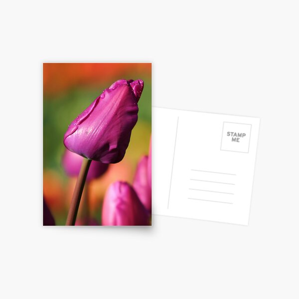 Majenta Postcard
