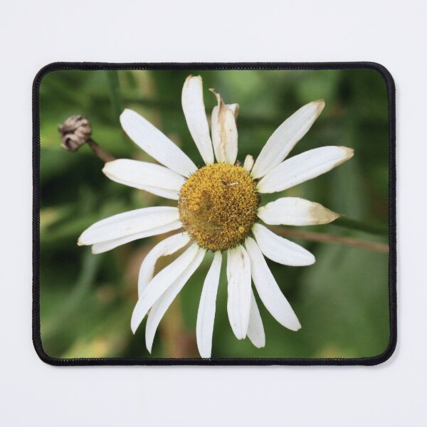 Item preview, Oxeye Daisy designed and sold by Bird22Shot.