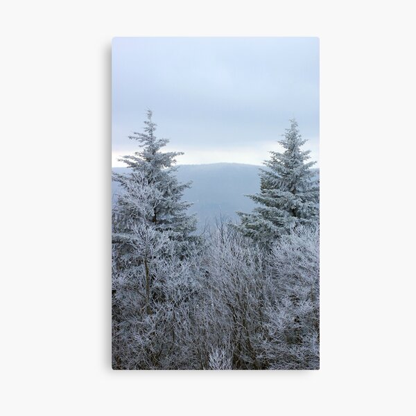 Frozen Pine II Canvas Print