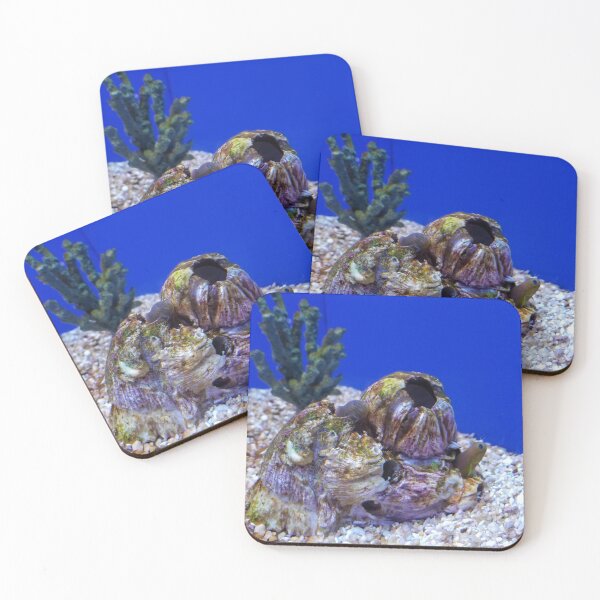 Item preview, Shells designed and sold by MrsRaynor.