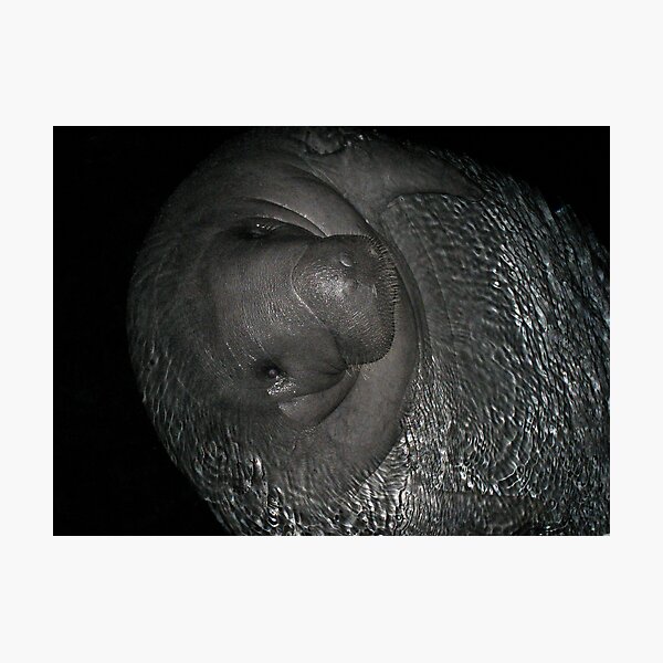 Artikelvorschau, Manatees Sleep too... entworfen und verkauft von Blaze66.
