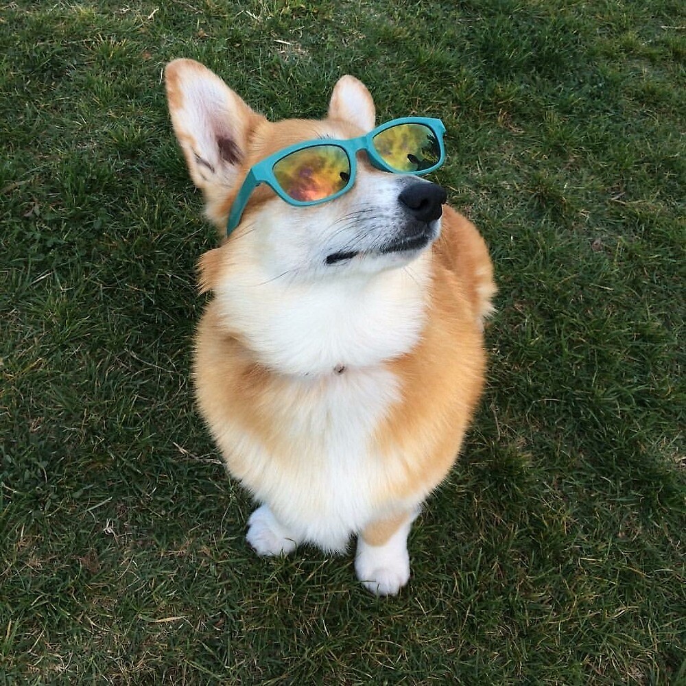 corgi with glasses